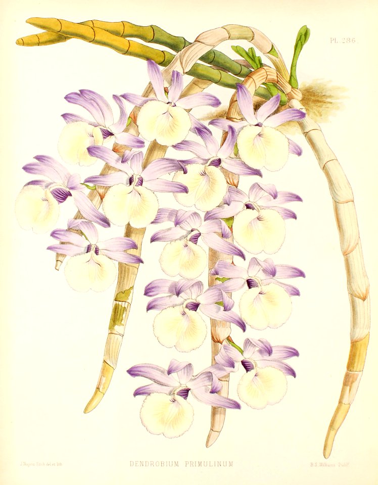 Dendrobium primulinum