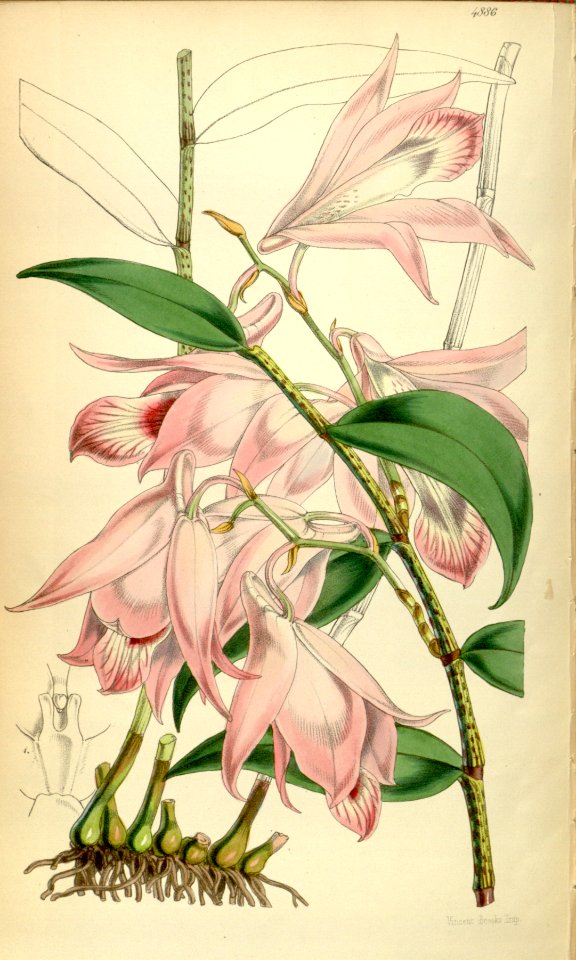 Dendrobium maccarthiae - Curtis' 81 (Ser. 3 no. 11) pl. 4886 (1855)