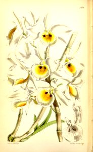 Dendrobium bensoniae - Curtis' 93 (Ser. 3 no. 23) pl. 5679 (1867). Free illustration for personal and commercial use.