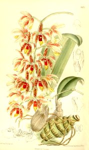 Dendrobium munificum (as Dendrobium muricatum var. munificum) - Curtis' 137 (Ser. 4 no. 7) pl. 8371 (1911)