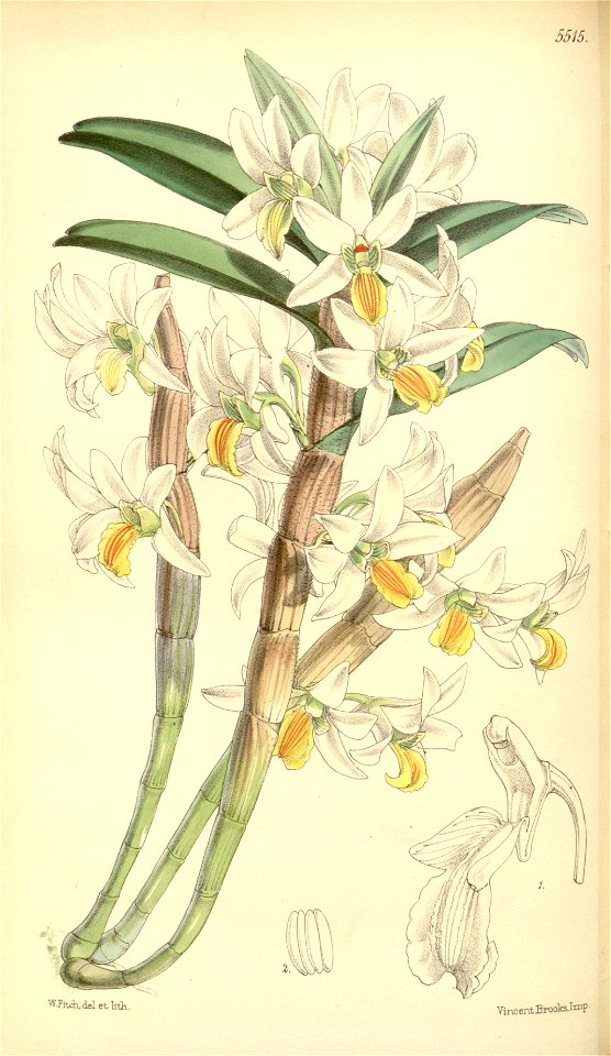 Dendrobium scabrilingue (as Dendrobium hedyosmum) - Curtis' 91 (Ser. 3 no. 21) pl. 5515 (1865)