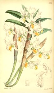 Dendrobium scabrilingue (as Dendrobium hedyosmum) - Curtis' 91 (Ser. 3 no. 21) pl. 5515 (1865)
