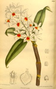 Dendrobium palpebrae 142-8683