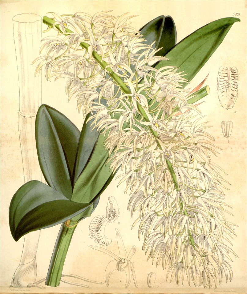 Dendrobium speciosum var. hillii (as Dendrobium hillii Hook.) - Curtis' 87 (Ser. 3 no. 17) pl. 5261 (1861)