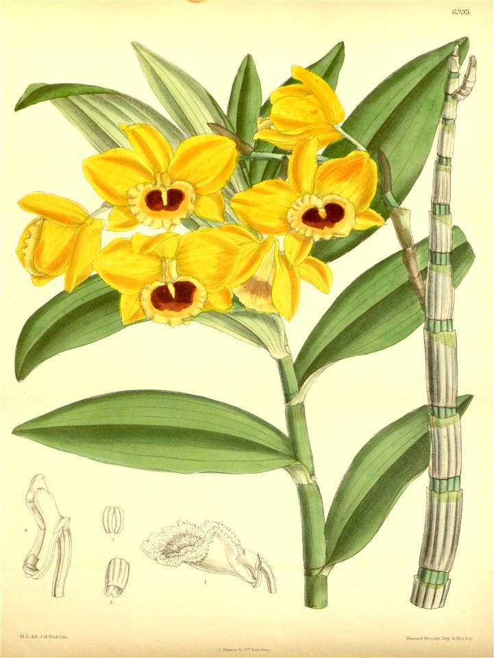 Dendrobium chryseum (as Dendrobium clavatum Wall. ) - Curtis' 114 (Ser. 3 no. 44) pl. 6993 (1888)