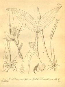Dendrobium conspicuum (as D. grandiflorum) - Dendrobium spurium (as D. euphlebium) - Xenia 2 pl 110. Free illustration for personal and commercial use.