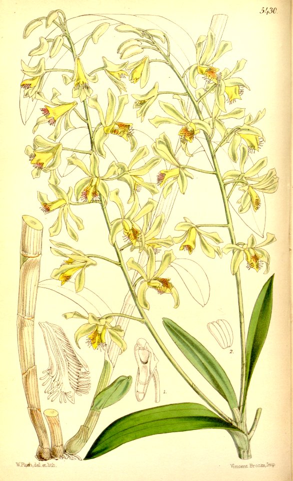 Dendrobium venustum (as Dendrobium ciliatum) - Curtis' 90 (Ser. 3 no. 20) pl. 5430 (1864)