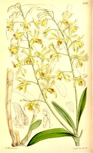 Dendrobium venustum (as Dendrobium ciliatum) - Curtis' 90 (Ser. 3 no. 20) pl. 5430 (1864)