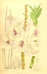 Dendrobium sanderae - Curtis' 136 (Ser. 4 no. 6) pl. 8351 (1910)
