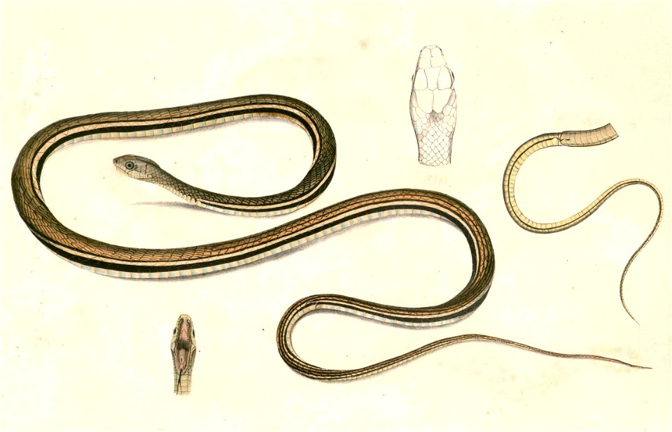 Dendrelaphis caudolineatus Hardwicke