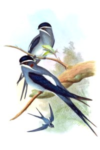 DendrochelidonMystaceusGould