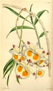Dendrobium devonianum. Free illustration for personal and commercial use.