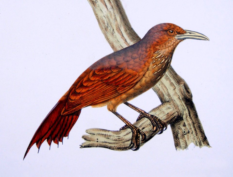 Dendrexetastes rufigula Castelnau