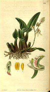 Dendrobium aemulum- Curtis' 56 (N.S. 3) pl. 2906 (1829)