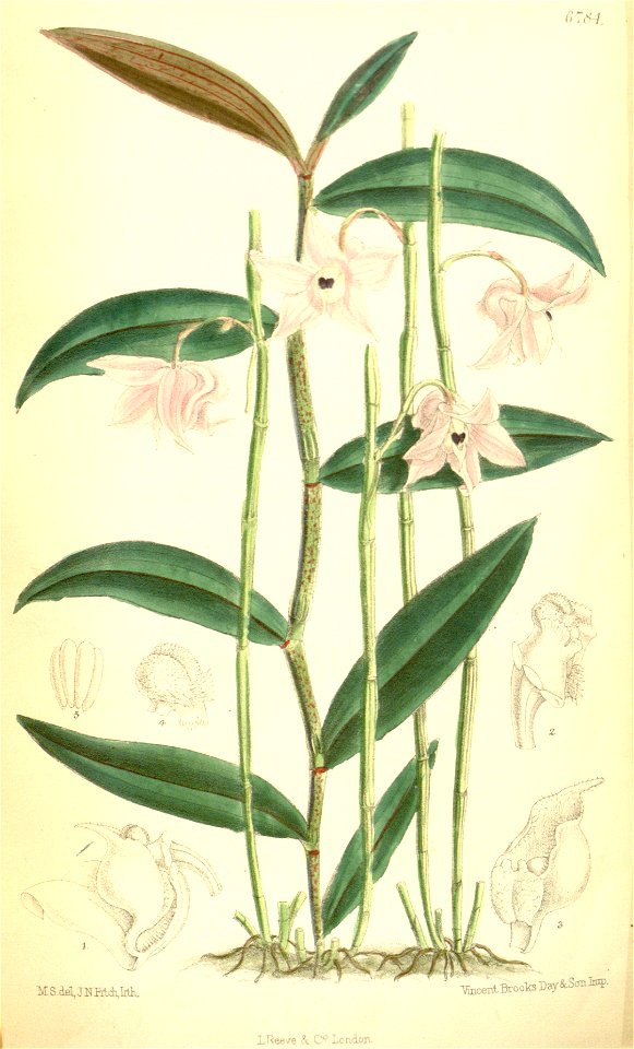 Dendrobium aduncum - Curtis' 110 (Ser. 3 no. 40) pl 6784 (1884)