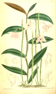 Dendrobium aduncum - Curtis' 110 (Ser. 3 no. 40) pl 6784 (1884)