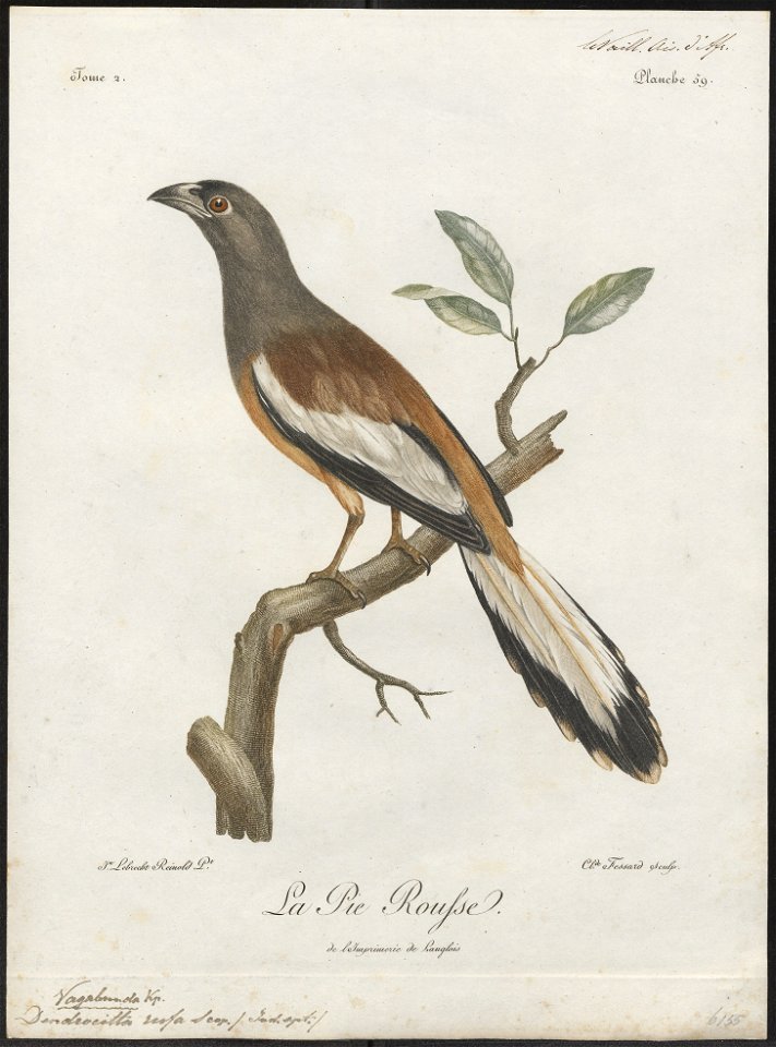 Dendrocitta rufa - 1796-1808 - Print - Iconographia Zoologica - Special Collections University of Amsterdam - UBA01 IZ15700073