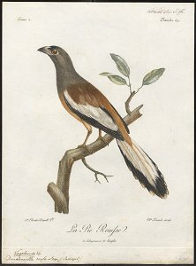 Dendrocitta rufa - 1796-1808 - Print - Iconographia Zoologica - Special Collections University of Amsterdam - UBA01 IZ15700073