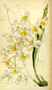 Dendrobium farmeri - Curtis' 78 (Ser. 3 no. 8) pl. 4659 (1852)