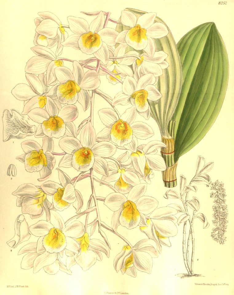 Dendrobium amabile (as Dendrobium bronckartii) - Curtis' 135 (Ser. 4 no. 5) pl. 8252 (1909)