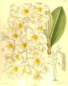 Dendrobium amabile (as Dendrobium bronckartii) - Curtis' 135 (Ser. 4 no. 5) pl. 8252 (1909). Free illustration for personal and commercial use.