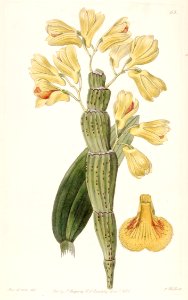 Dendrobium sulcatum - Edwards vol 24 (NS 1) pl 65 (1838)