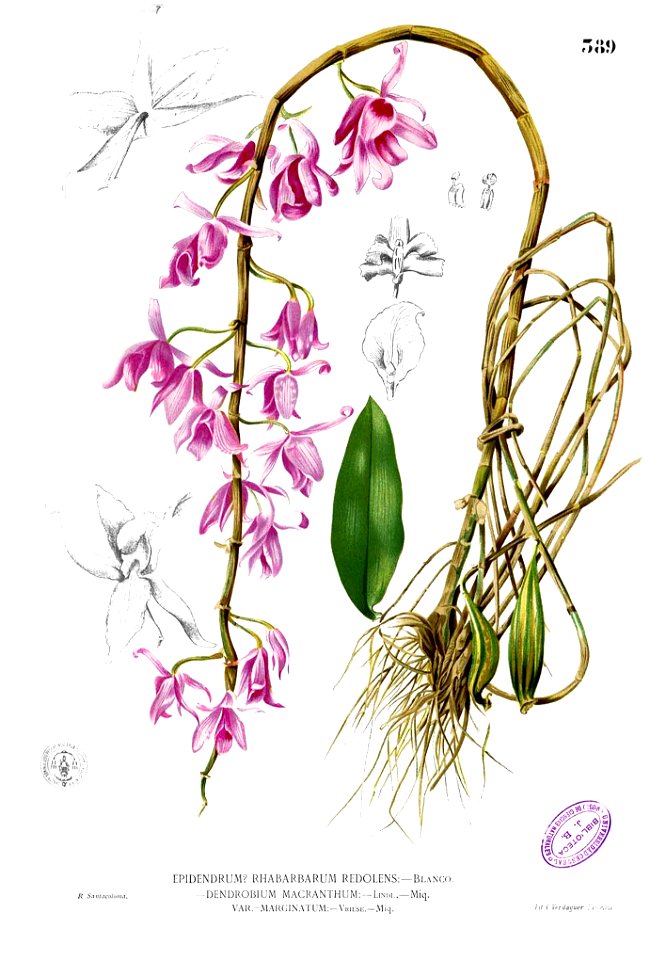 Dendrobium anosmum Blanco2.389