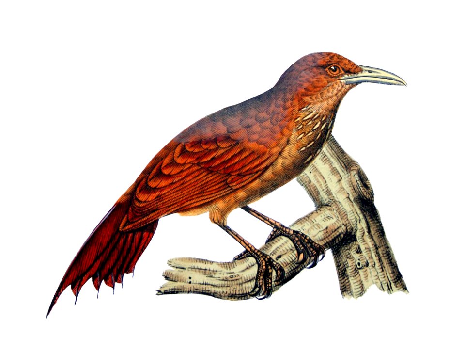Dendrocolaptes devillei