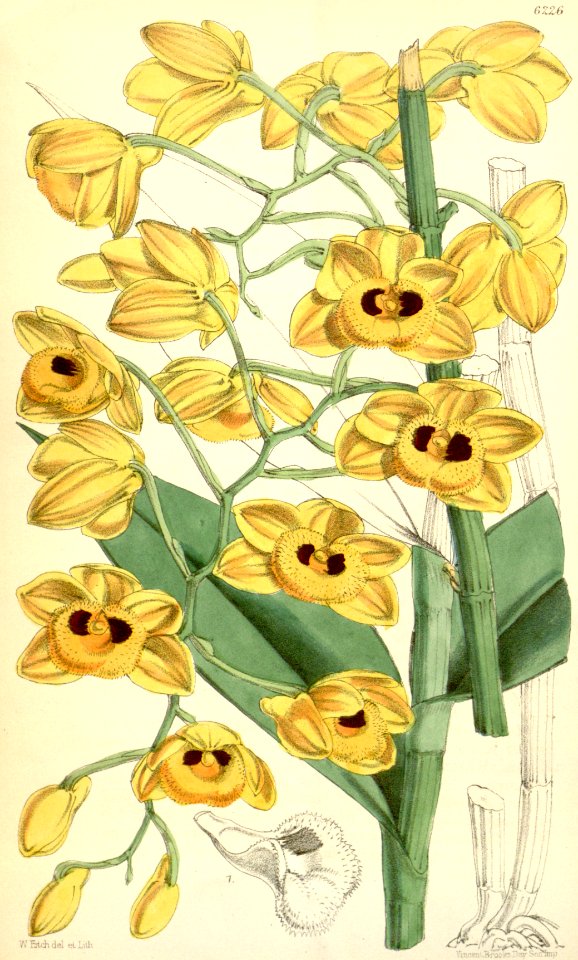 Dendrobium gibsonii (as Dendrobium fuscatum) - Curtis' 102 (Ser. 3 no. 32) pl. 6226 (1876)