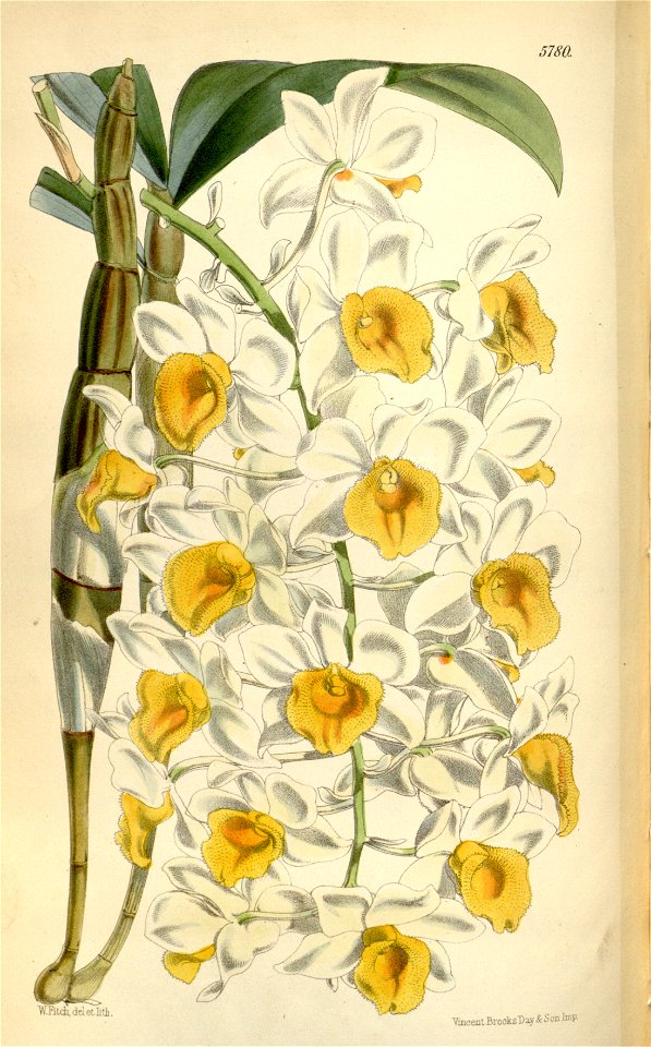 Dendrobium thyrsiflorum (as Dendrobium densiflorum var. alboluteum, spelled albo-lutea ) - Curtis' 95 (Ser. 3 no. 25) pl. 5780 (1869)