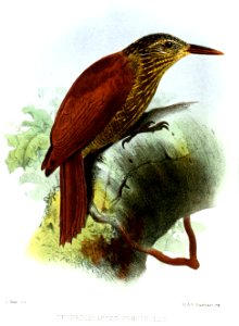 DendrocolaptesPuncticollisSmit