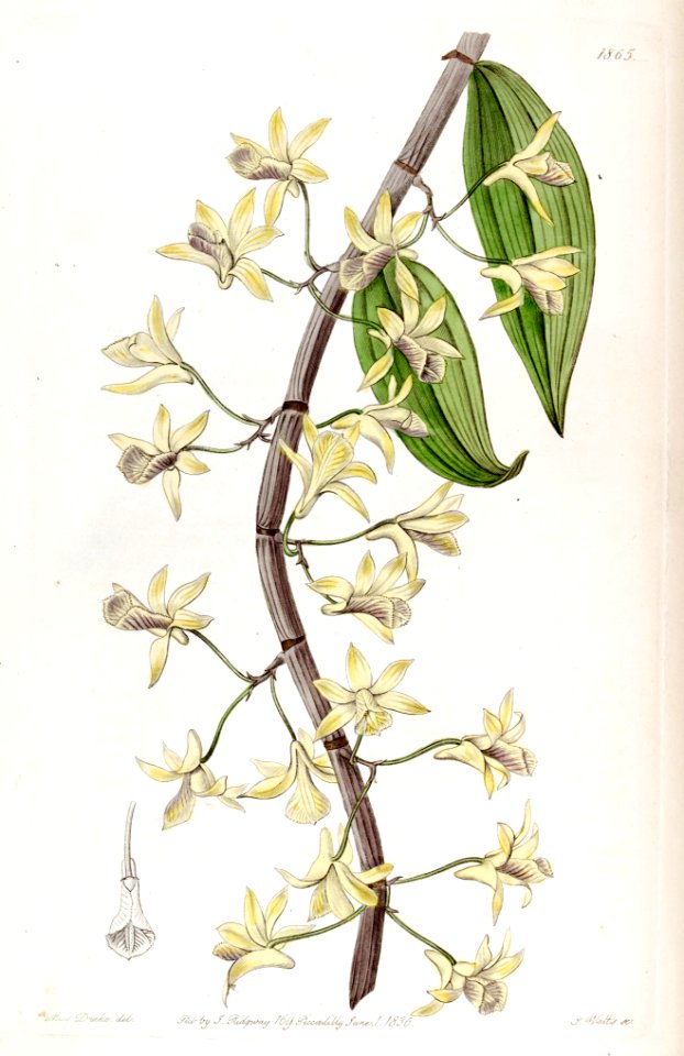 Dendrobium aphyllum (as Dendrobium macrostachyum) - Edwards vol 22 pl 1865 (1836)