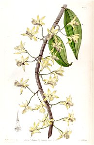 Dendrobium aphyllum (as Dendrobium macrostachyum) - Edwards vol 22 pl 1865 (1836). Free illustration for personal and commercial use.