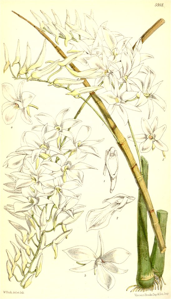 Dendrobium barbatulum