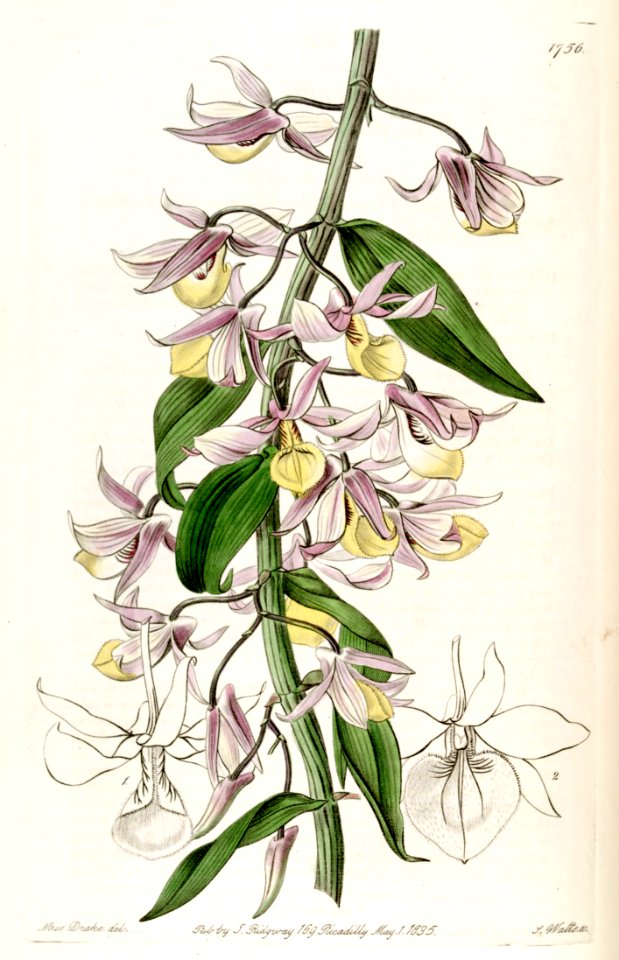 Dendrobium aphyllum (as syn. ''Dendrobium pierardii'') - Edwards vol 21 pl 1756 (1836)