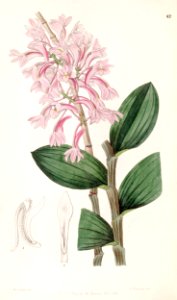 Dendrobium hasseltii (as Dendrobium kuhlii) - Edwards vol 33 (NS 10) pl 47 (1847)