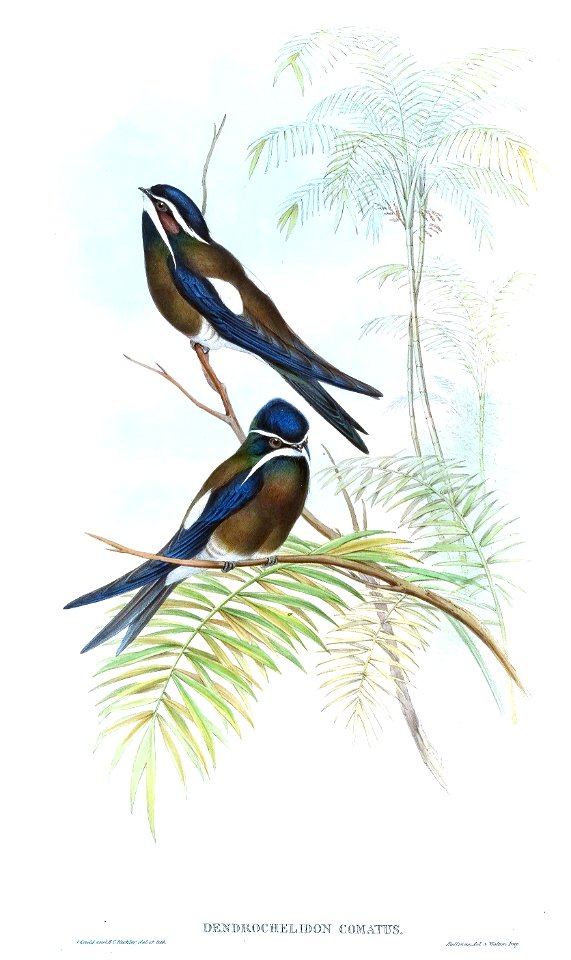 DendrochelidonComatusGould