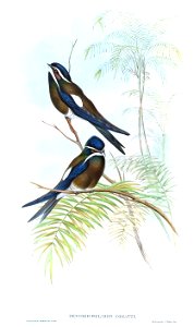 DendrochelidonComatusGould