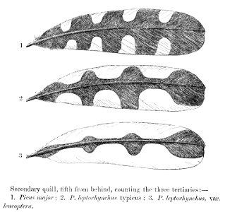 Dendrocopos major & Dendrocopos leucopterus feathers 1875