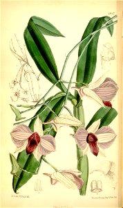 Dendrobium bigibbum (as Dendrobium phalaenopsis) - Curtis' 111 (Ser. 3 no. 41) pl. 6817 (1885). Free illustration for personal and commercial use.