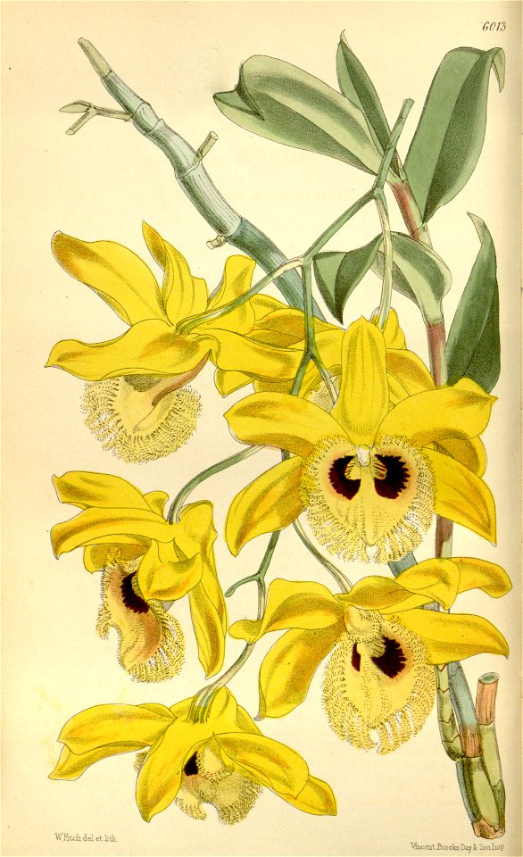 Dendrobium hookerianum