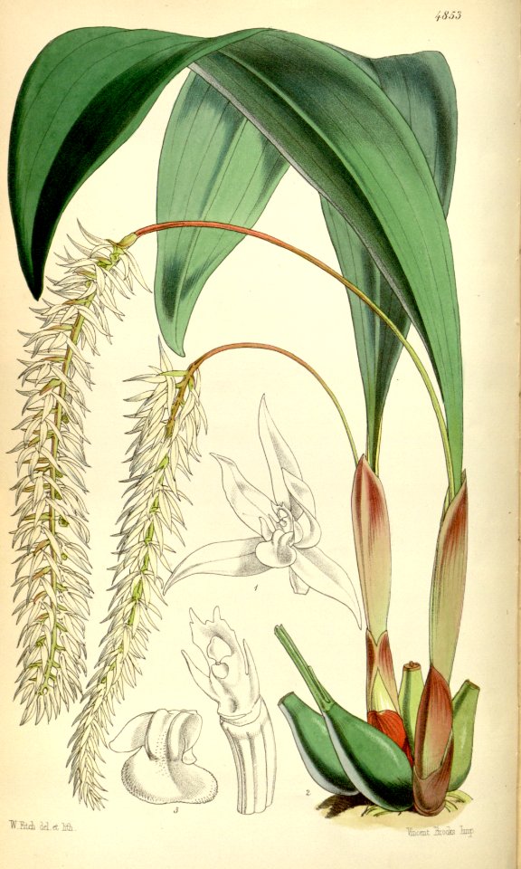 Dendrochilum glumaceum - Curtis' 81 (Ser. 3 no. 11) pl. 4853 (1855)