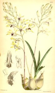 Dendrobium canaliculatum var. canaliculatum (as Dendrobium tattonianum) - Curtis' 91 (Ser. 3 no. 21) pl. 5537 (1865)
