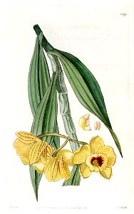 Dendrobium chrysanthum - Edwards vol 15 pl 1299 (1829). Free illustration for personal and commercial use.