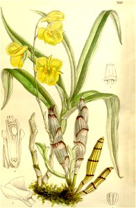 Dendrobium capillipes - Curtis' 125 (Ser. 3 no. 55) pl 7639 (1899)