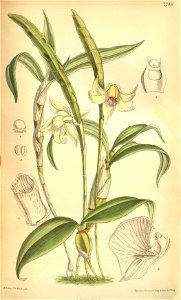 Dendrobium lacteum (as Dendrobium inaequale) - Curtis' 126 (Ser. 3 no. 56) pl. 7745 (1900). Free illustration for personal and commercial use.