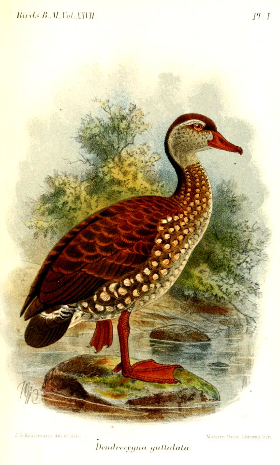 DendrocygnaGuttulataKeulemans