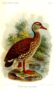 DendrocygnaGuttulataKeulemans