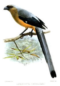 DendrocittaCinerascensKeulemans