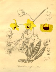Dendrobium chrysotoxum (as Dendrobium suavissimum) - Xenia 3-202 (1878). Free illustration for personal and commercial use.